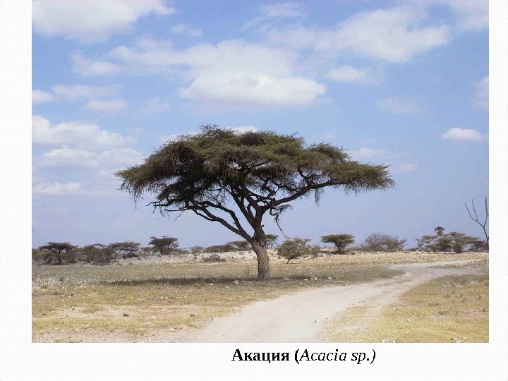 Акация ( Acacia sp. ) 