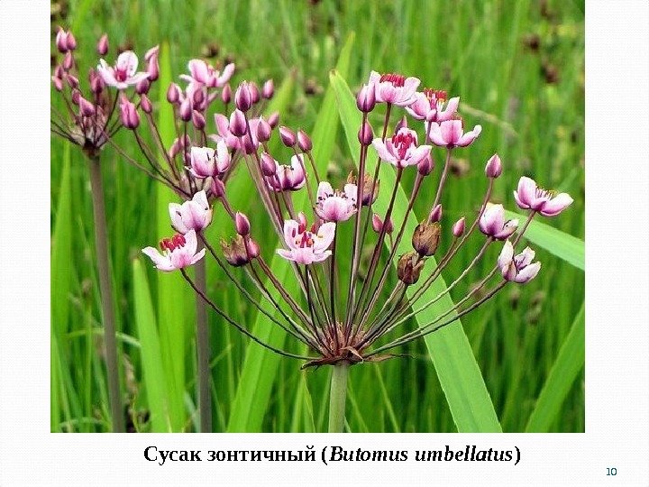 Сусак зонтичный ( Butomus umbellatus ) 10 