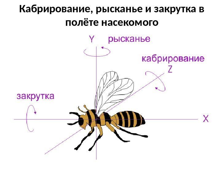 Кабрирование, рысканье и закрутка в полёте насекомого 