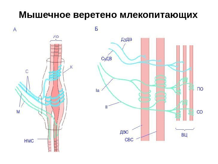 Мышечное веретено млекопитающих 