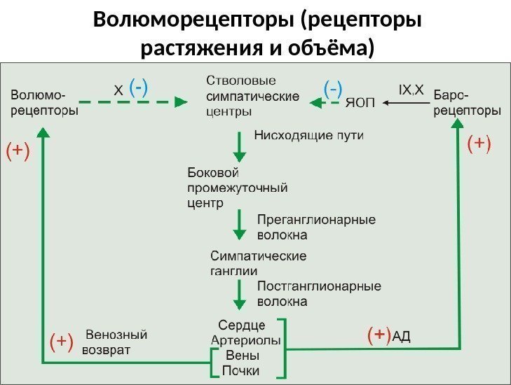 Волюморецепторы (рецепторы растяжения и объёма) 