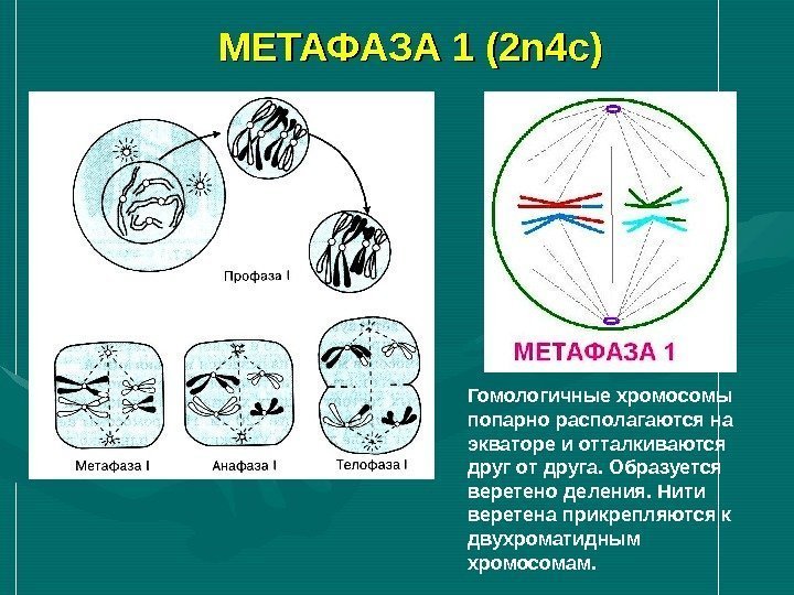 МЕТАФАЗА 1 (2 n 4 c) Гомологичные хромосомы попарно располагаются на экваторе и отталкиваются
