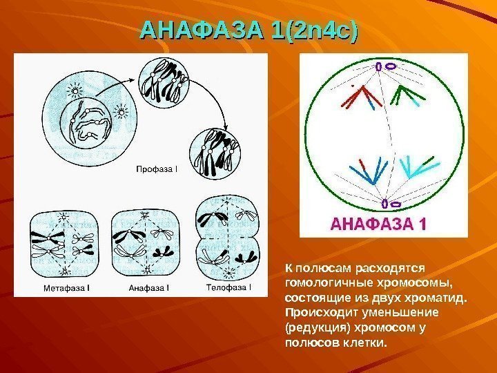 АНАФАЗА 1 (2 n 4 c) К полюсам расходятся гомологичные хромосомы,  состоящие из