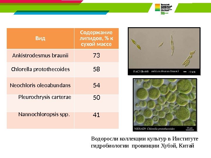 Вид Содержание липидов,  к сухой массе Ankistrodesmus braunii 73 Chlorella protothecoides 58 Neochloris