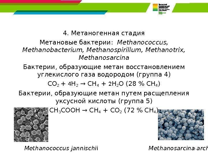 794. Метаногенная стадия Метановые бактерии : Methanococcus,  Methanobacterium, Methanospirillum, Methanotrix,  Methanosarcina Бактерии,