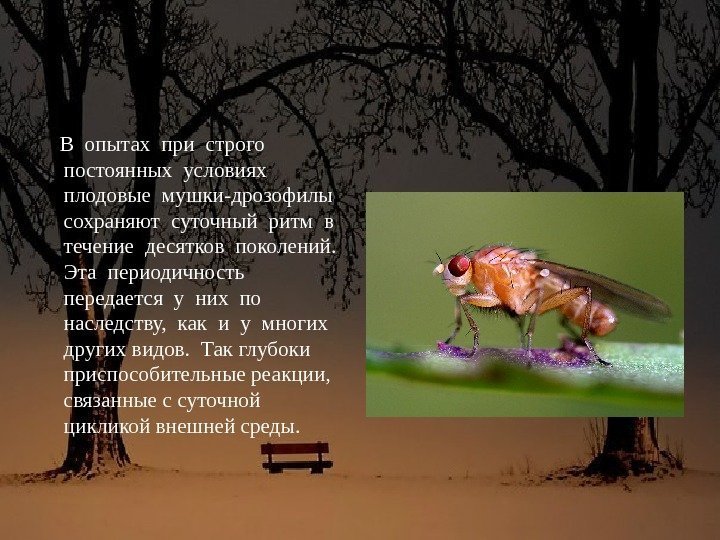   В опытах при строго  постоянных условиях  плодовые мушки-дрозофилы  сохраняют