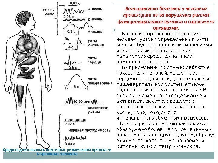  Большинство болезней у человека происходит из-за нарушения ритма функционирования органов и систем его