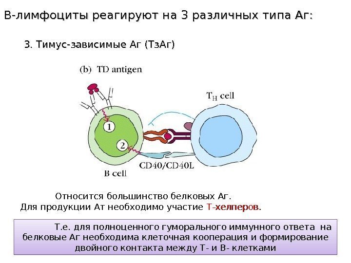 В-лимфоциты реагируют на 3 различных типа Аг:   3. Тимус-зависимые Аг (Тз. Аг)
