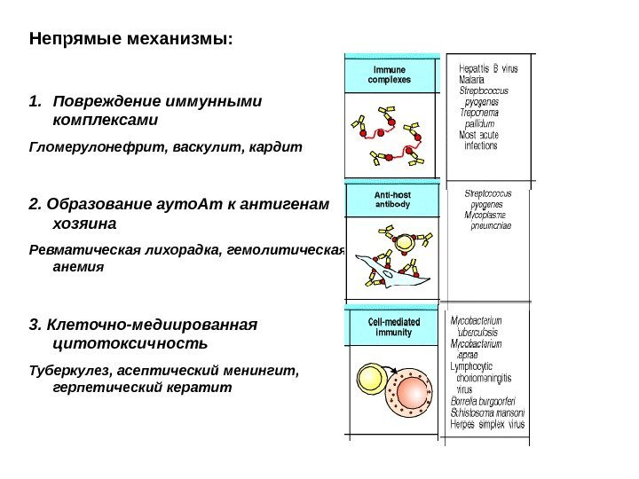 Непрямые механизмы: 1. Повреждение иммунными комплексами Гломерулонефрит, васкулит, кардит 2. Образование ауто. Ат к