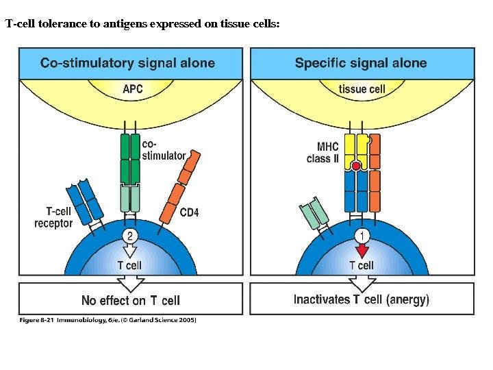 Figure 8 -21 Tcelltolerancetoantigensexpressedontissuecells: 