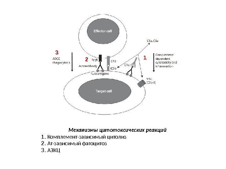Механизмы цитотоксических реакций 1.  Комплемент-зависимый цитолиз 2.  Ат-зависимый фагоцитоз 3.  АЗКЦ