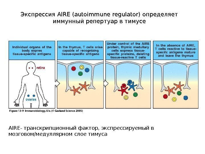 Figure 13 -9 Экспрессия AIRE (( autoimmune regulator) определяет иммунный репертуар в тимусе AIRE-