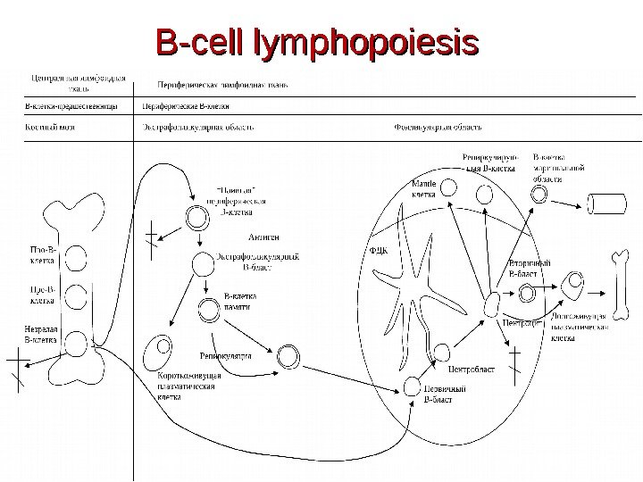 B-cell lymphopoiesis 