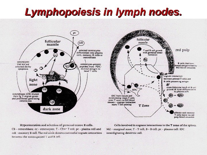 Lymphopoiesis in lymph nodes. 