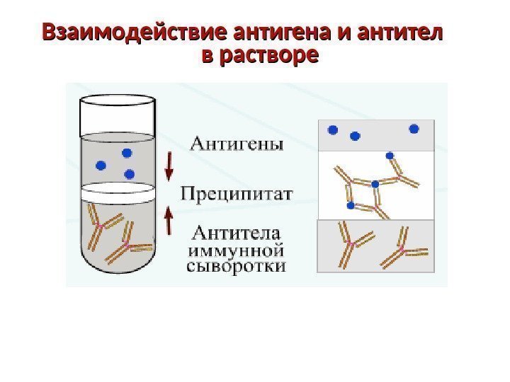 Взаимодействие антигена и антител  в растворе 