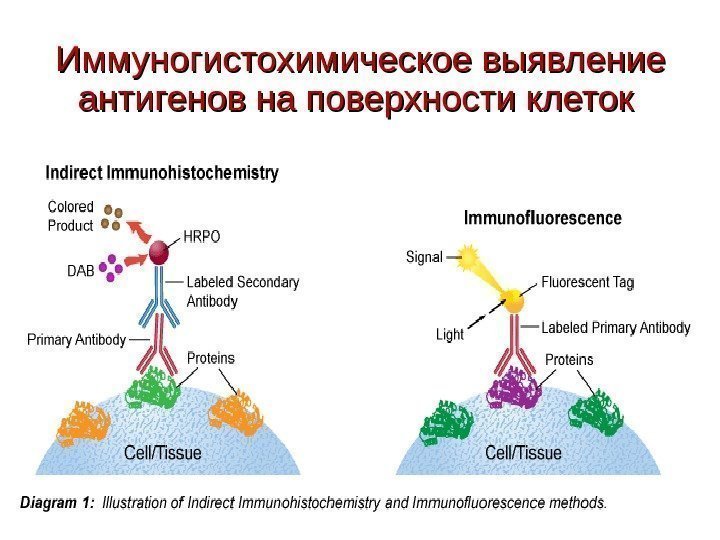 Иммуногистохимическое выявление антигенов на поверхности клеток 
