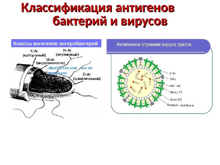 Классификация антигенов   бактерий и вирусов Классы антигенов энтеробактерий 