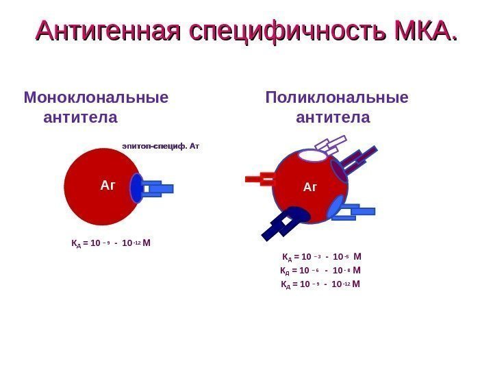 Антигеннаяспецифичность. МКА.  Моноклональные  Поликлональные антитела       