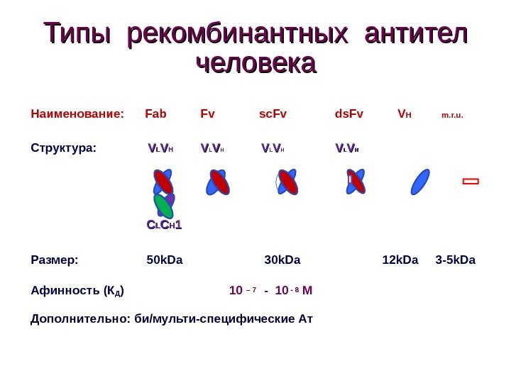 Типы рекомбинантных антител человека Наименование:  Fab   Fv   sc. Fv