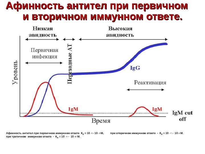 Афинность антител при первичном и вторичном иммунном ответе. Афинность антител при первичном иммунном ответе