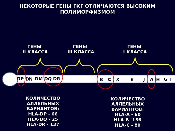 НЕКОТОРЫЕ ГЕНЫ ГКГ ОТЛИЧАЮТСЯ ВЫСОКИМ ПОЛИМОРФИЗМОМ КОЛИЧЕСТВО АЛЛЕЛЬНЫХ ВАРИАНТОВ: HLA-A - 60 HLA-B -136