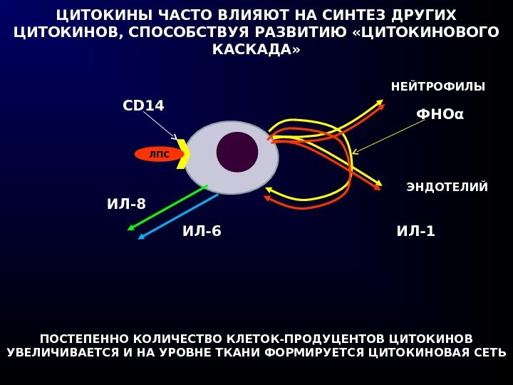 ЦИТОКИНЫ ЧАСТО ВЛИЯЮТ НА СИНТЕЗ ДРУГИХ ЦИТОКИНОВ, СПОСОБСТВУЯ РАЗВИТИЮ «ЦИТОКИНОВОГО КАСКАДА» CD 14 ЛПС