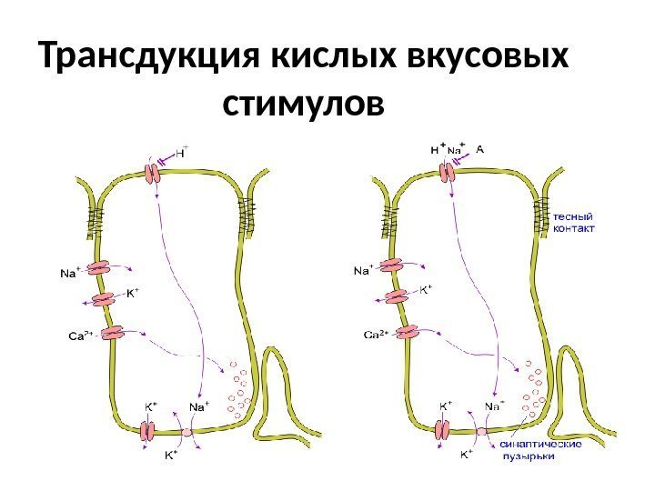 Трансдукция кислых вкусовых стимулов 