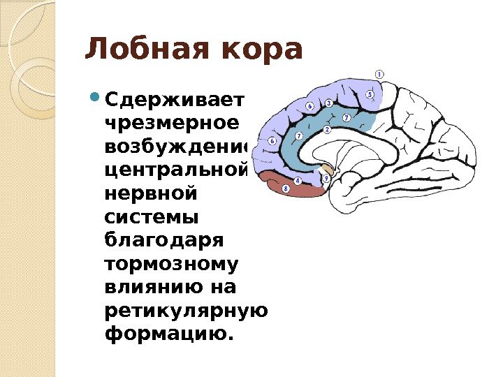 Лобная кора Сдерживает чрезмерное возбуждение центральной нервной системы благодаря тормозному влиянию на ретикулярную формацию.