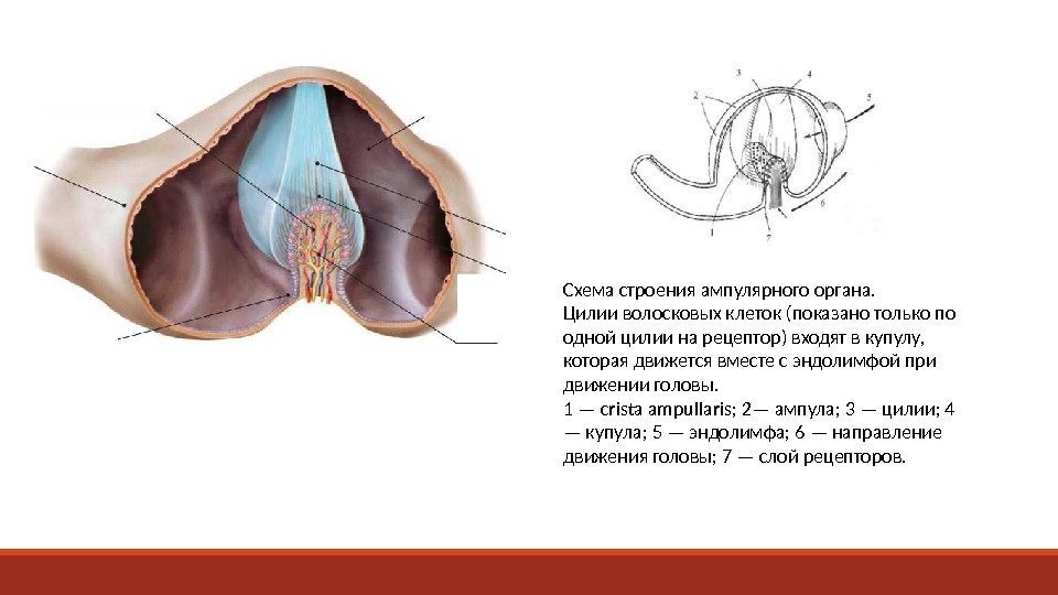 Схема строения ампулярного органа. Цилии волосковых клеток (показано только по одной цилии на рецептор)