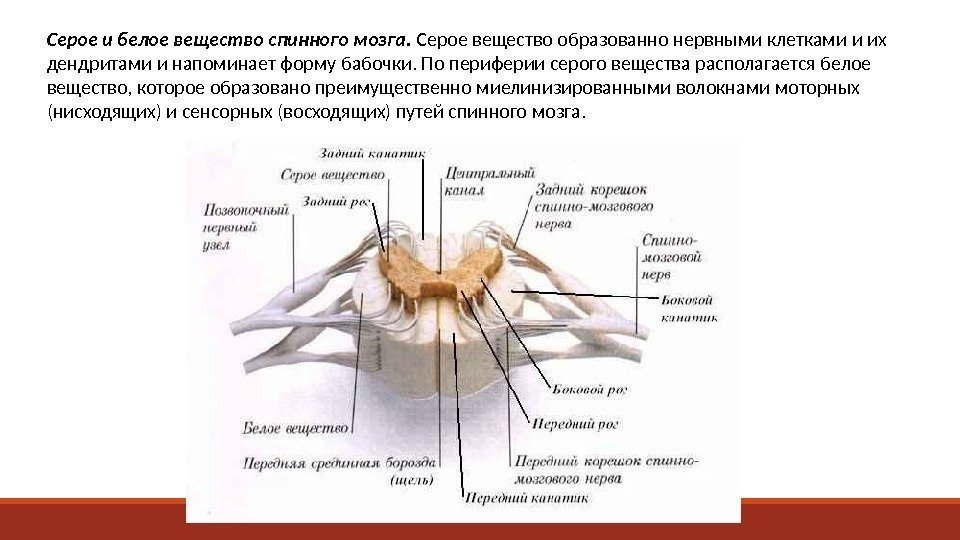 Серое и белое вещество спинного мозга.  Серое вещество образованно нервными клетками и их