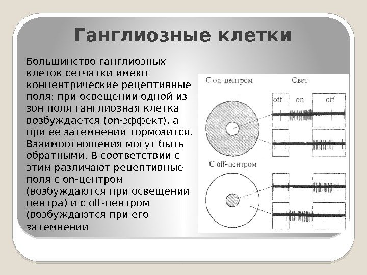 Ганглиозные клетки Большинство ганглиозных клеток сетчатки имеют концентрические рецептивные поля: при освещении одной из