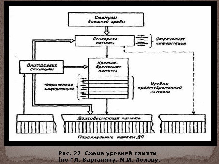 Рис. 22. Схема уровней памяти (по ГЛ. Вартапяну, М. И. Лохову,  1986) 