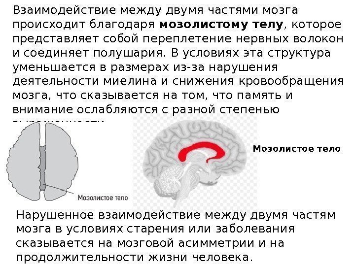 Взаимодействие между двумя частями мозга происходит благодаря мозолистому телу , которое представляет собой переплетение