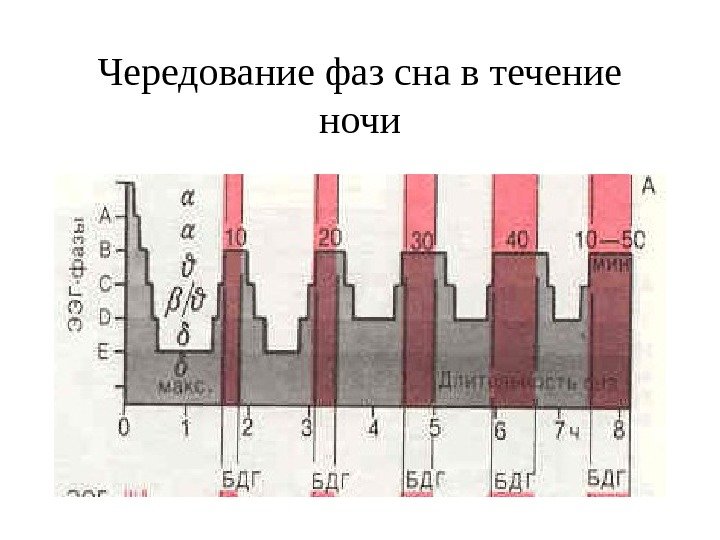 Чередование фаз сна в течение ночи 