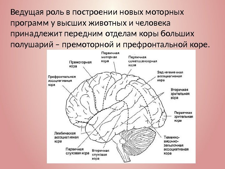 Ведущая роль в построении новых моторных программ у высших животных и человека принадлежит передним