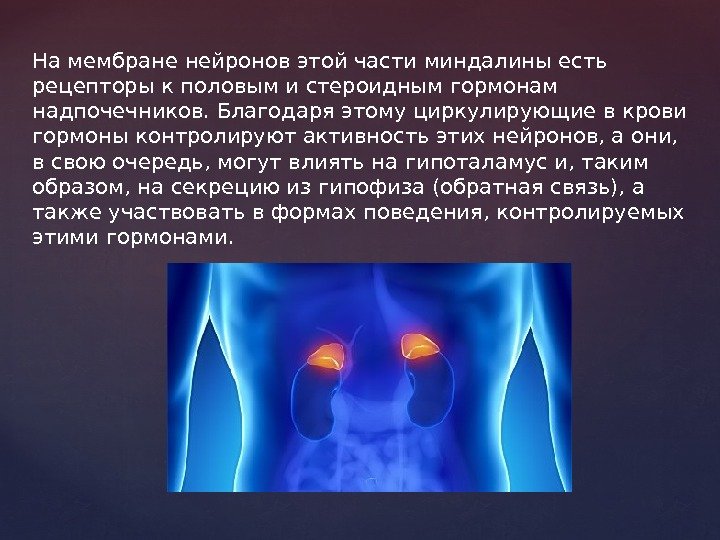 На мембране нейронов этой части миндалины есть рецепторы к половым и стероидным гормонам надпочечников.