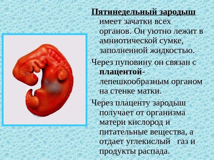 Пятинедельный зародыш  имеет зачатки всех органов. Он уютно лежит в амниотической сумке, 