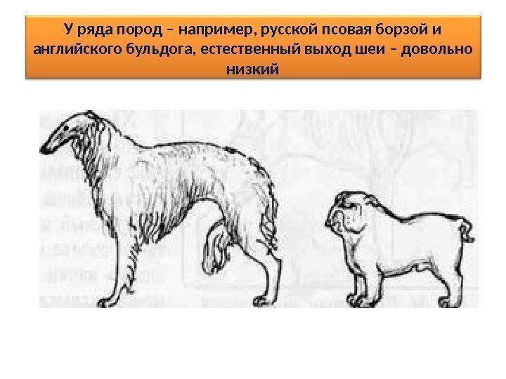 У ряда пород – например, русской псовая борзой и английского бульдога, естественный выход шеи