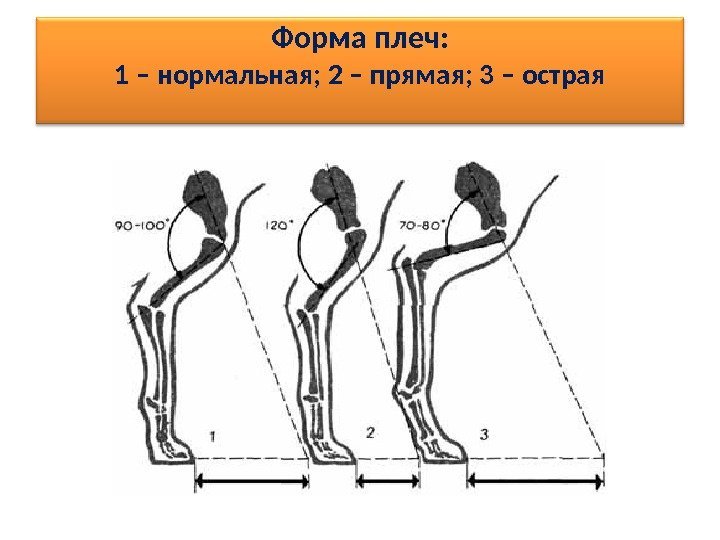 Форма плеч: 1 – нормальная; 2 – прямая; 3 – острая 