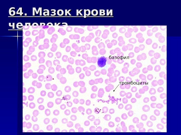 64. Мазок крови человека. базофил тромбоциты 