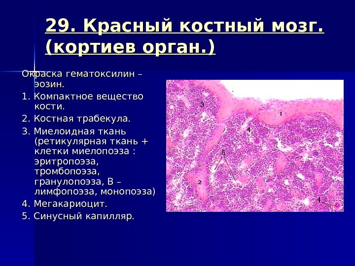 29. Красный костный мозг.  (кортиев орган. ) Окраска гематоксилин – эозин. 1. 1.