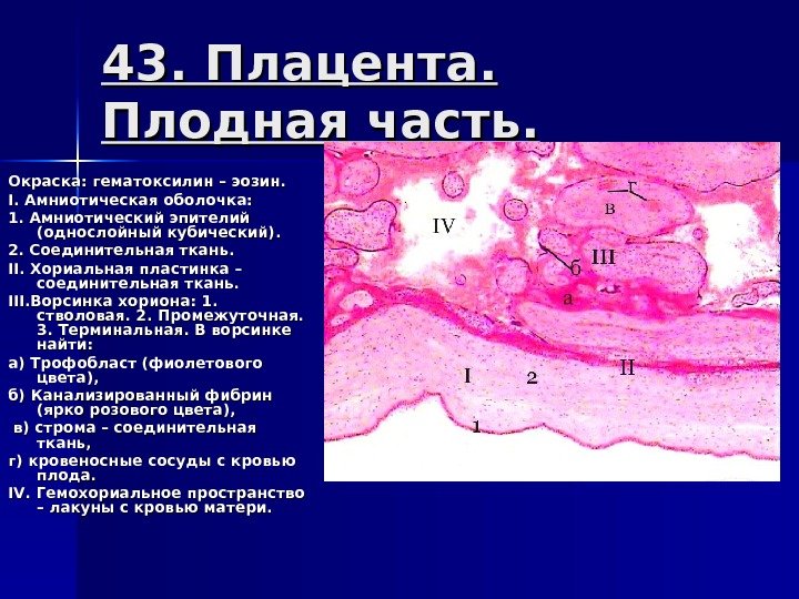 43. Плацента.  Плодная часть. Окраска: гематоксилин – эозин. II. Амниотическая оболочка:  1.