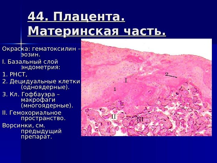 44. Плацента.  Материнская часть. Окраска: гематоксилин – эозин. II. Базальный слой эндометрия: 1.