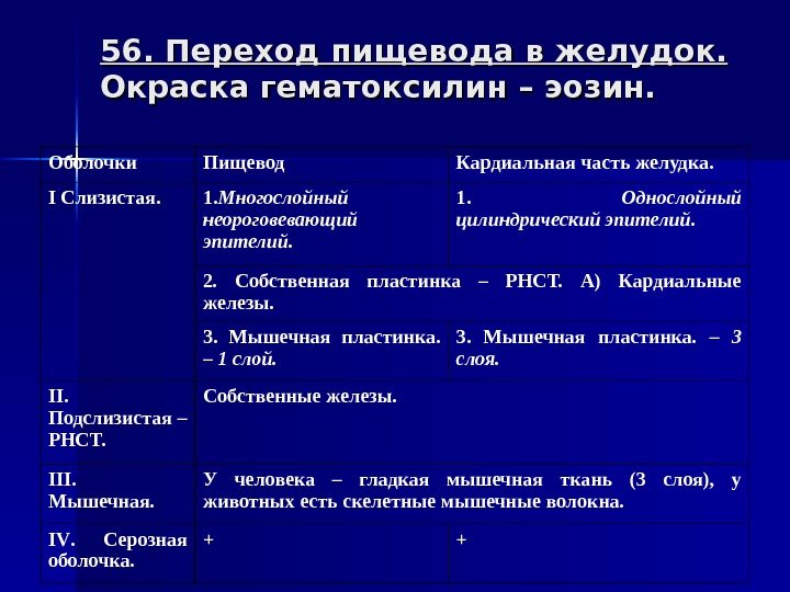 56. Переход пищевода в желудок. Окраска гематоксилин – эозин. Оболочки Пищевод Кардиальная часть желудка.