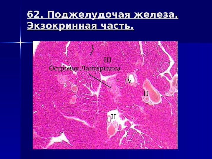 62. Поджелудочая железа.  Экзокринная часть. 