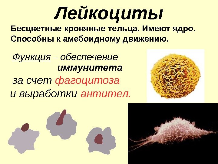 Лейкоциты Бесцветные кровяные тельца. Имеют ядро. Способны к амебоидному движению.  Функция – обеспечение