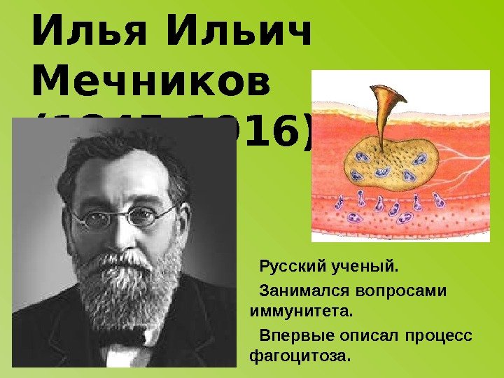 Илья Ильич Мечников (1845 -1916) Русский ученый. Занимался вопросами иммунитета. Впервые описал процесс фагоцитоза.