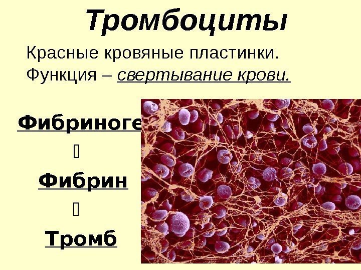 Тромбоциты  Красные кровяные пластинки. Функция – свертывание крови. Фибриноген    Фибрин