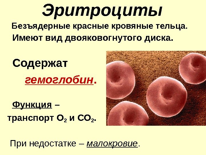 Эритроциты Безъядерные красные кровяные тельца.  Имеют вид двояковогнутого диска.  Содержат  гемоглобин.