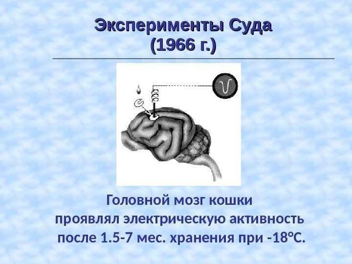 Эксперименты Суда (1966 г. ) Головной мозг кошки проявлял электрическую активность после 1. 5